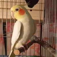 عروس هلندی ماده