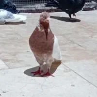 کبوتر.جوجه و بالغ.