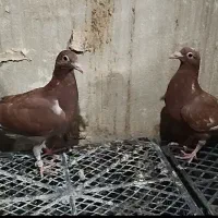 کبوتر پلاکی