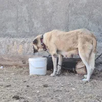 سگ لاس پژدر|سگ|اصفهان, شهرستان|دیوار