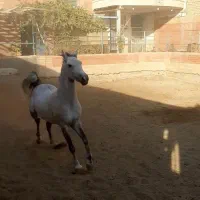 اسب ترکی|اسب و تجهیزات اسب‌سواری|اردکان, |دیوار