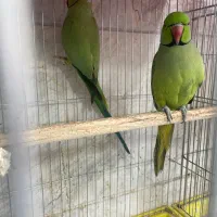 عروس، طوطی ، ملنگو ، راهب، خورشیدی
