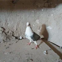 دوتاکبوترماده شازده وپشدار ویک عددنرهما|پرنده|زابل, |دیوار