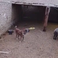 سگخراسانیگلهای|سگ|فولادشهر, C6|دیوار