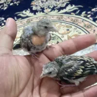 سهره قناری نرمه خور