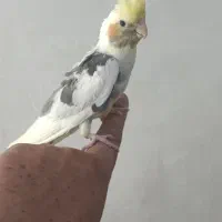 جوجه ۳ماه عروس هلندی