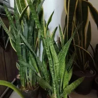 تعدادی گل آپارتمانی و گلدان با قیمت استثنایی