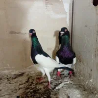 پرنده