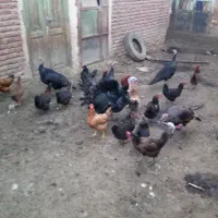 بوقلمون