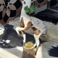 دکوری بزغاله|صنایع دستی و سایر لوازم تزئینی|تبریز, |دیوار