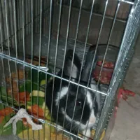 خرگوش|موش و خرگوش|نجف‌آباد, یزدانشهر|دیوار