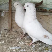 تهرونی سفید