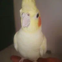 عروس هلندی نر جوان خونگی|پرنده|مشهد, کوثر|دیوار