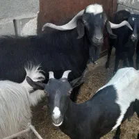 فروش هفت راس بز و کره محلی در شهربابک