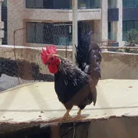 خروس گمشده
