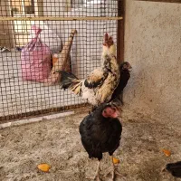 مرغ و خروس لاری و گلین|حیوانات مزرعه|تهران, افسریه شمالی|دیوار