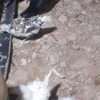 مرغ گلین لری کورک کرچ درسردشت