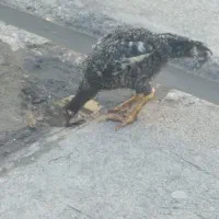 جوجه لاری اصیل|حیوانات مزرعه|مشهد, همت آباد|دیوار