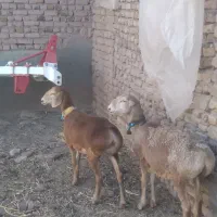 ۲راس بره ماده چینی اصیل اصیل