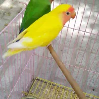 طوطی برزیلی