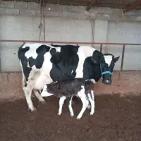گاو صنعتی تازه زا 45کیلو شیر|حیوانات مزرعه|القجر, |دیوار