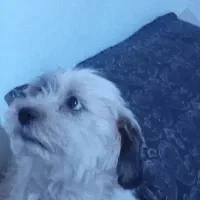 حیوان خانگی نژاد شیتزو .تربیت شده|سگ|قائن, |دیوار