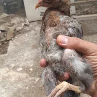 جوجه حدود ۲ ماهه|حیوانات مزرعه|ری, ظهیرآباد|دیوار