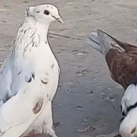 کبوتر گمشده|پرنده|قم, نیروگاه|دیوار