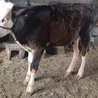 گاو با گوساله