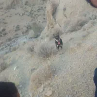 سگ روتفایدر|سگ|مرودشت, نقش رستم|دیوار