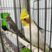 عروس هلندی سخنگو