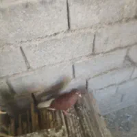 کبوترفروشی