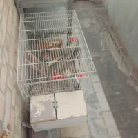 مرغ وخروس|پرنده|مشهد, شهرک صنعتی توس|دیوار