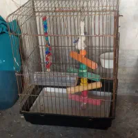 قفس عروس هلندی