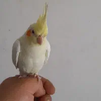 جوجه طوطی