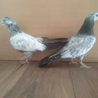 8 تا جوجه پاکستانی پرشی|پرنده|تهران, والفجر (افسریه)|دیوار