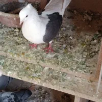 کفتر دوشان دوکت|پرنده|بیستون, |دیوار