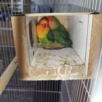 یک جفت کوتوله