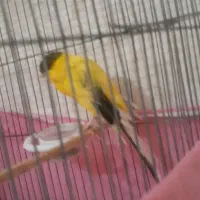 قناری نر رسمی بلند شاخص قرص خوان