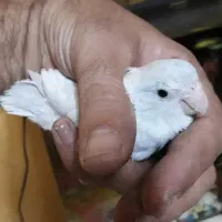 طوطی پروتلت آمریکن وایت(سفید) ماده بالغ وآماده جفت|پرنده|قائمشهر, |دیوار