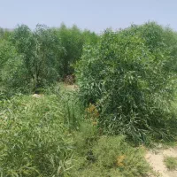 نهال اکاسیاه (بیدسیاه‌‌)۲۰تومن.اکالیپتوس چوب سیاه|خدمات باغبانی و درختکاری|جهرم, |دیوار