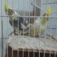 یک جفت عروس هلندی (نر و ماده) مولد