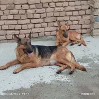 سگ ژرمن شیپر