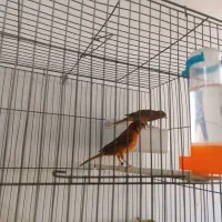 قناری جفت سرخ