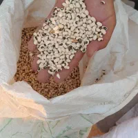 لوبیا چشم بلبلی|عمده‌فروشی|کارون, |دیوار