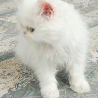 گربه پرشین دال فیس|گربه|بندرعباس, |دیوار