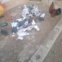 کبوترهای پرشی