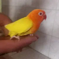جوجه کتوله