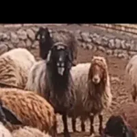 گوسفند گم شده|حیوانات مزرعه|سیلوانه, |دیوار