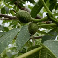 باغ ۲/۳۵۰ متر مربع|فروش زمین و ملک کلنگی|ماکو, |دیوار